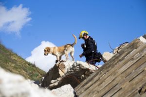 Bobcat Company Partners with National Disaster Search Dog Foundation
